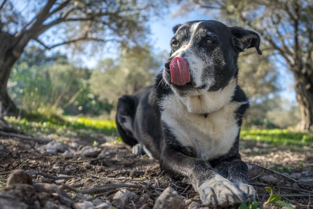 Dog Bite Lawyer Encino CA