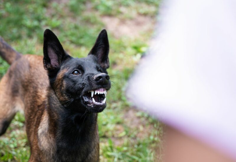 4 Things You Should Know Before Hiring a Dog Bite Lawyer