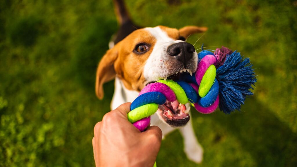 Dog Bite Lawyer CA