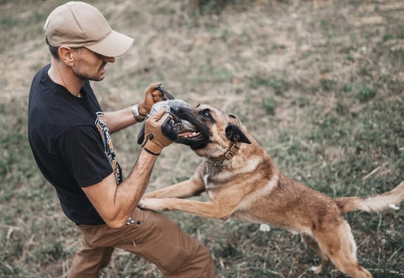 4 Things You Should Know Before Hiring a Dog Bite Lawyer