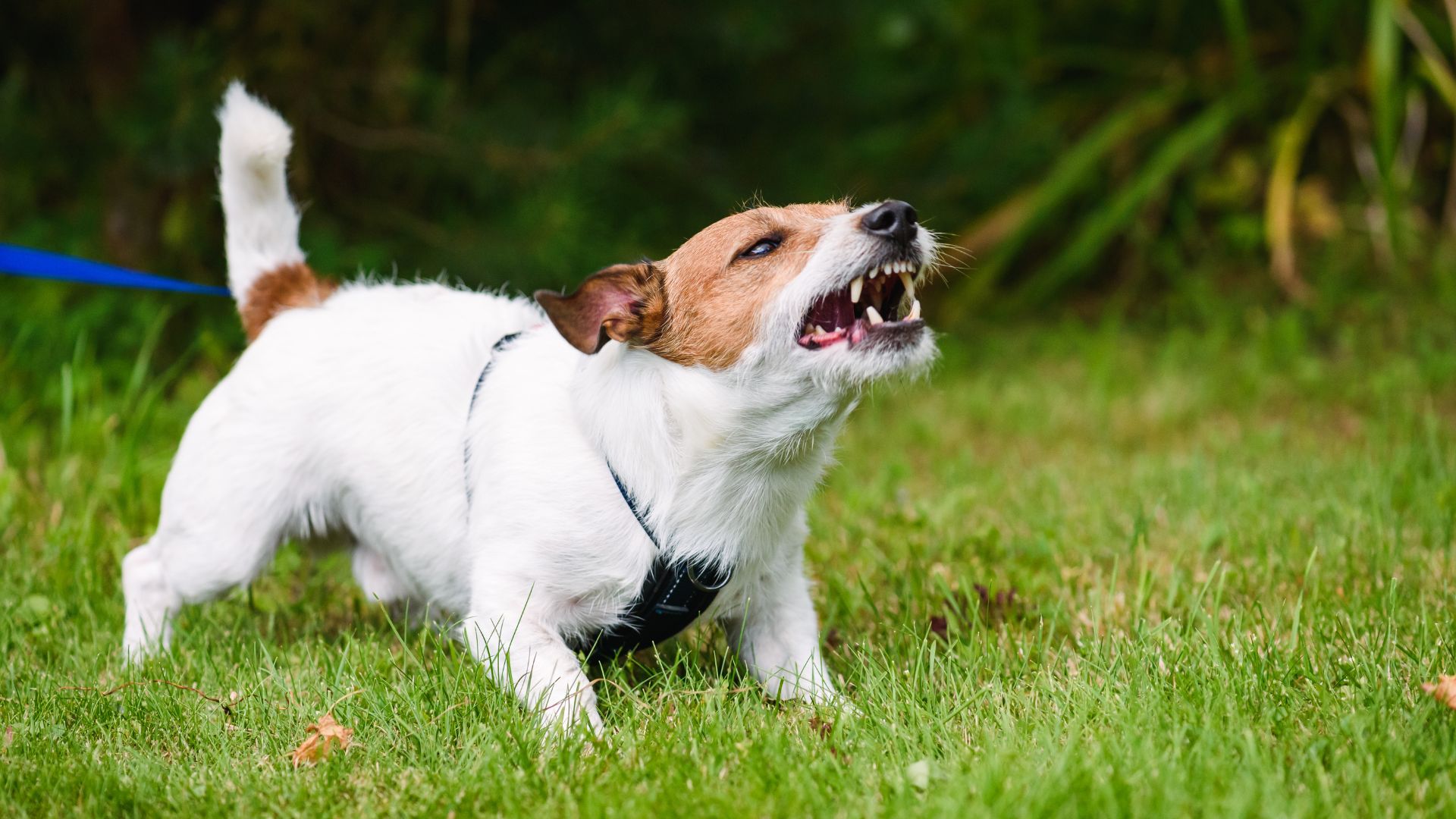 dog bite lawyers California