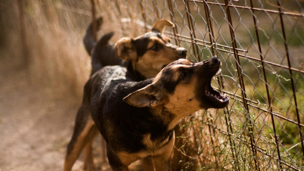 dog bite lawyers California