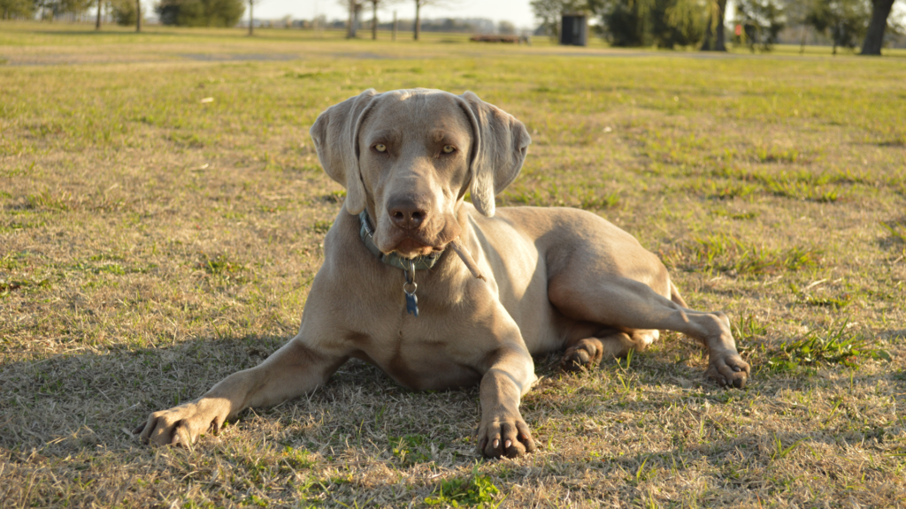 dog bite attorney CA